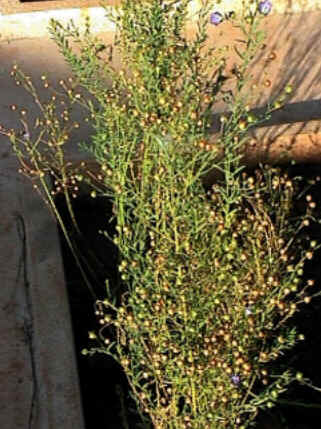 Florais de Minas