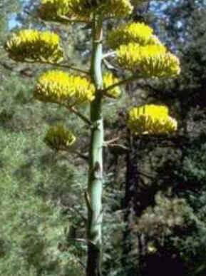 Florais de Minas