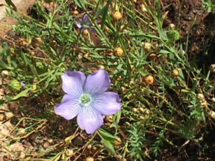 Florais de Minas