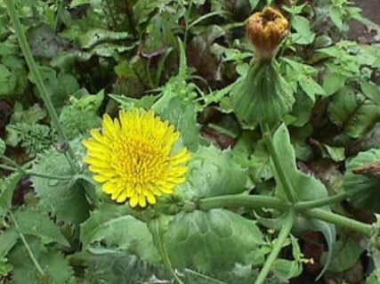Florais de Minas