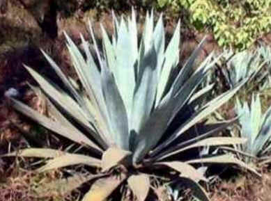 Florais de Minas