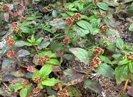 Florais de Minas Florais de Minas