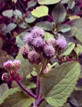 Florais de Minas Florais de Minas