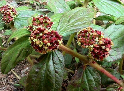 Florais de Minas Florais de Minas