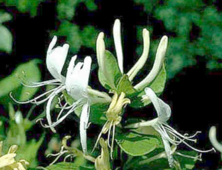 Florais de Minas