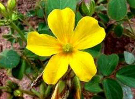 Florais de Minas