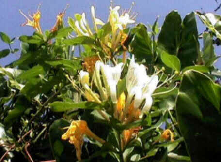 Florais de Minas