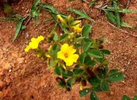 Florais de Minas