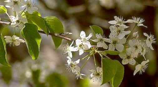 Florais de Minas