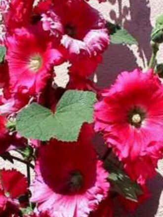 Florais de Minas