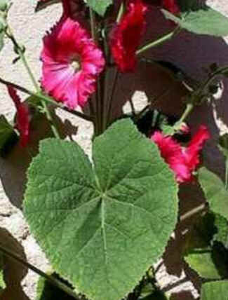 Florais de Minas