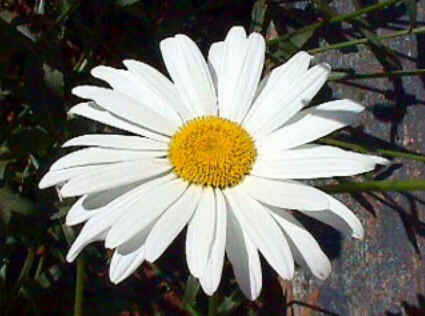 Florais de Minas Florais de Minas