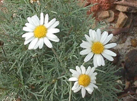 Florais de Minas Florais de Minas