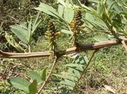 Florais de Minas Florais de Minas