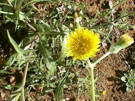 Florais de Minas