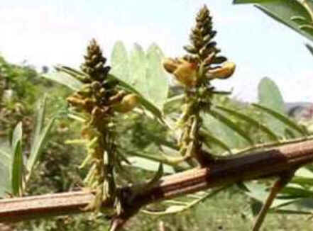 Florais de Minas Florais de Minas