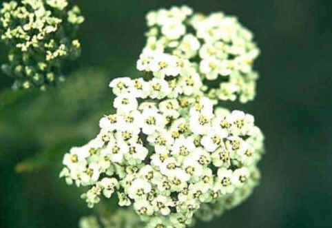 Florais de Minas Florais de Minas