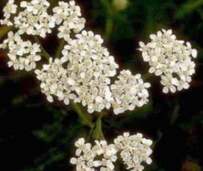 Florais de Minas Florais de Minas