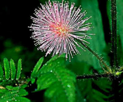 Florais de Minas Florais de Minas