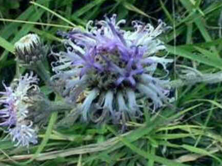 Florais de Minas
