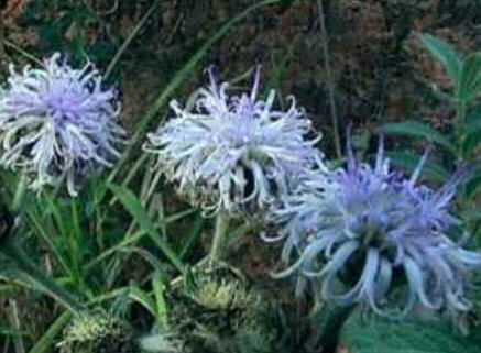Florais de Minas