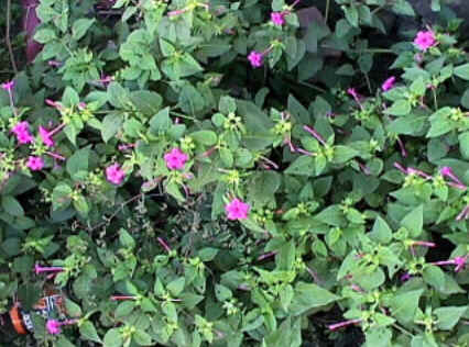 Florais de Minas Florais de Minas