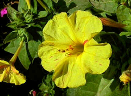 Florais de Minas Florais de Minas