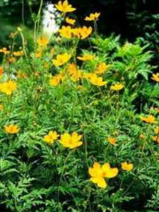 Florais de Minas