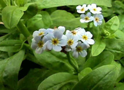 Florais de Minas Florais de Minas