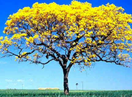 Florais de Minas