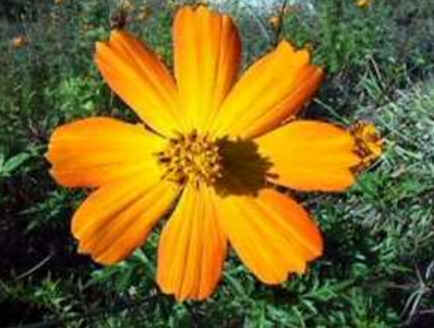 Florais de Minas