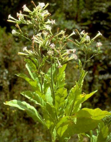 Florais de Minas