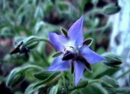Florais de Minas Florais de Minas