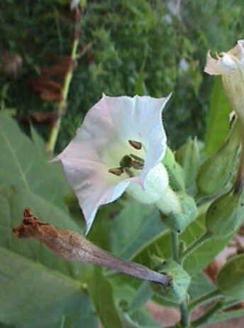 Florais de Minas