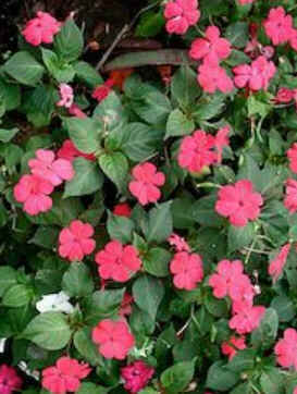 Florais de Minas