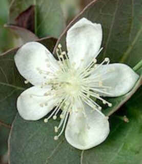 Florais de Minas
