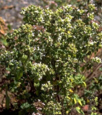 Florais de Minas