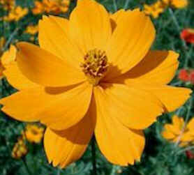 Florais de Minas