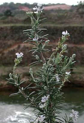 Florais de Minas