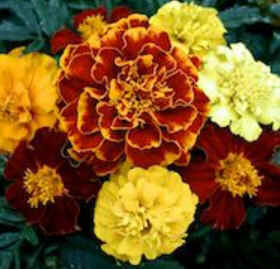 Florais de Minas