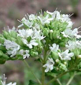 Florais de Minas