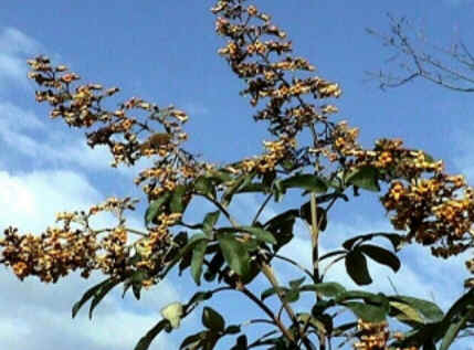 Florais de Minas