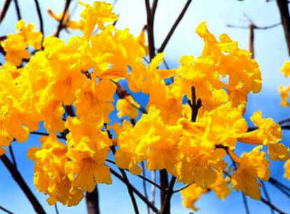 Florais de Minas
