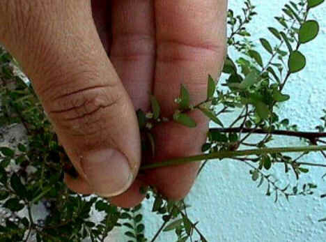 Florais de Minas
