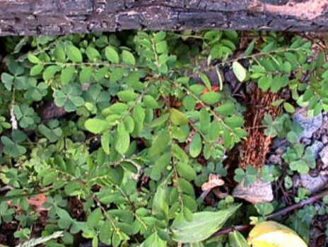 Florais de Minas