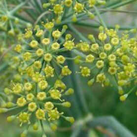 Florais de Minas Florais de Minas