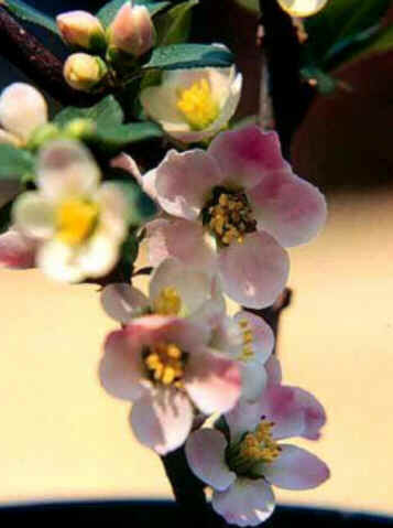 Florais de Minas Florais de Minas