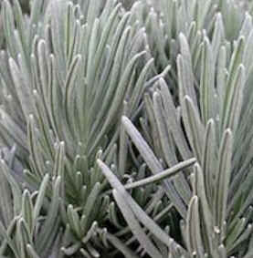 Florais de Minas Florais de Minas