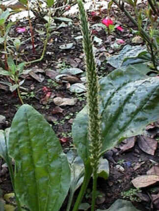 Florais de Minas