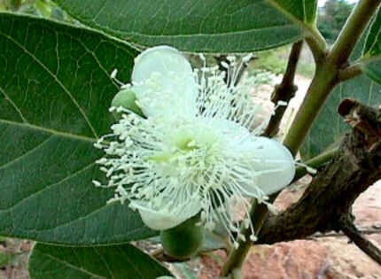 Florais de Minas Florais de Minas